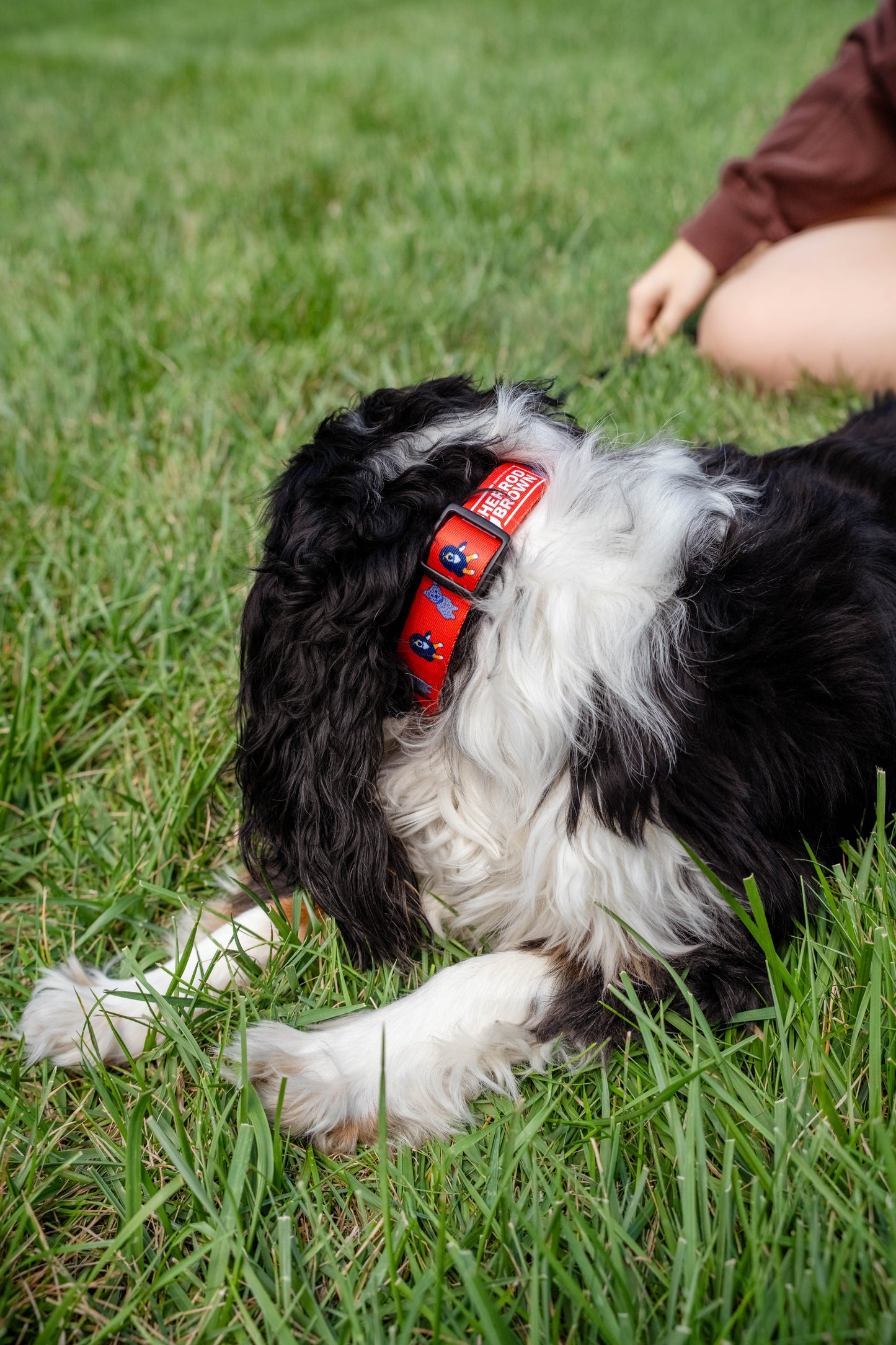 Walter & Franklin Dog Collar