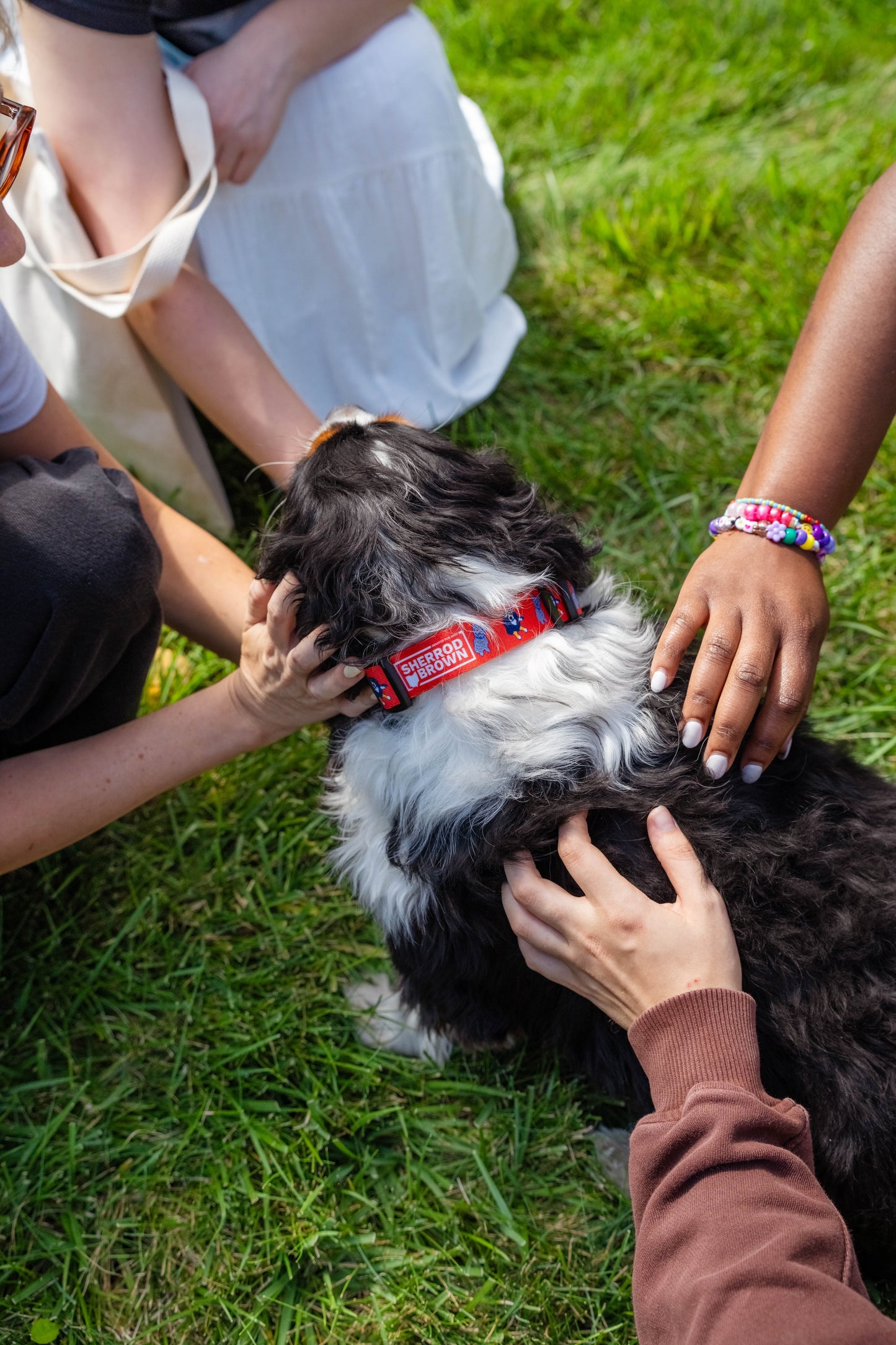 Walter & Franklin Dog Collar